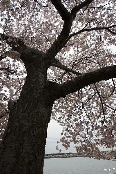 20080403_132036 D3 P.jpg - Cherry Blossom tree
